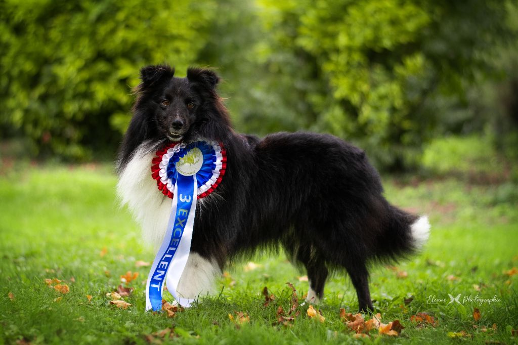 Régionale d'élevage Aigrefeuilles