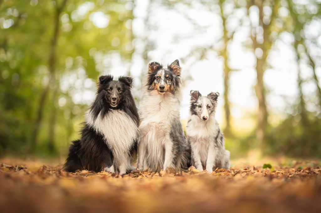 SÉANCE PHOTO AVEC "BULLE DE POIL"